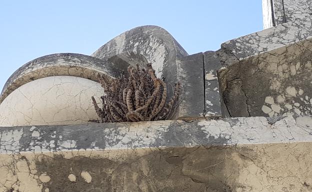 El helecho de la Resurrección encuentra su sitio en el cementerio de San Miguel de Málaga