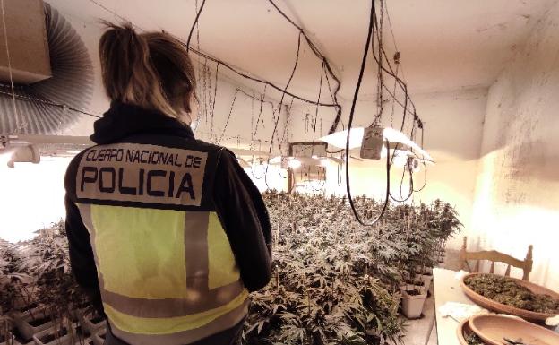 Descubren un cultivo de más de 1.300 plantas de marihuana en una venta de los Montes de Málaga