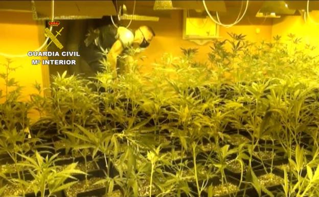 La operación de la Guardia Civil en Miraflores destapa una red de producción de marihuana con 32 detenidos