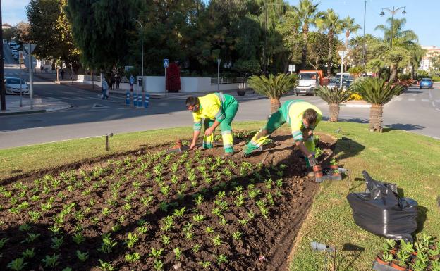 Estepona plantará más de 250.000 ejemplares de plantas en los próximos meses