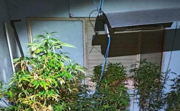 Llama a la policía porque su hijo le estaba pegando y acaban descubriendo un cultivo de marihuana en Málaga