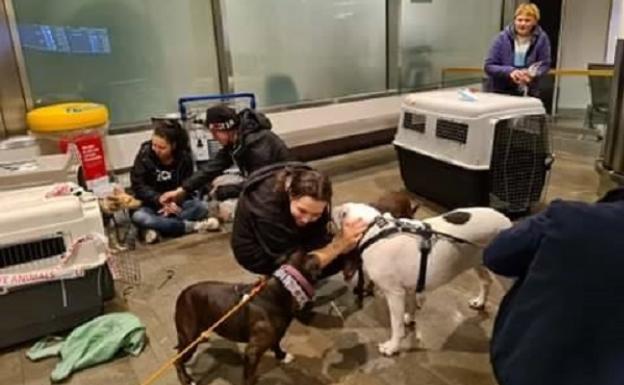 Una ONG de Suecia encuentra familias para decenas de perros abandonados en Málaga