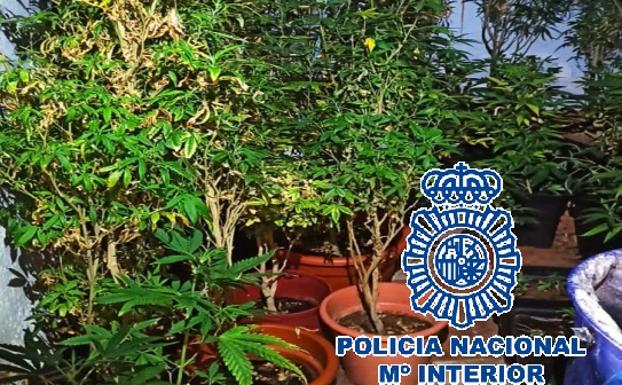 Unas llaves encontradas en una casa donde se cultivaba marihuana lleva a desmantelar otra plantación en Marbella