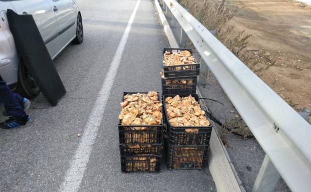 Pillados en Guadalajara saltándose el confinamiento para recoger setas  