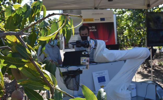 Inteligencia artificial en pleno campo: una máquina decide si los aguacates de Trops están para cosechar