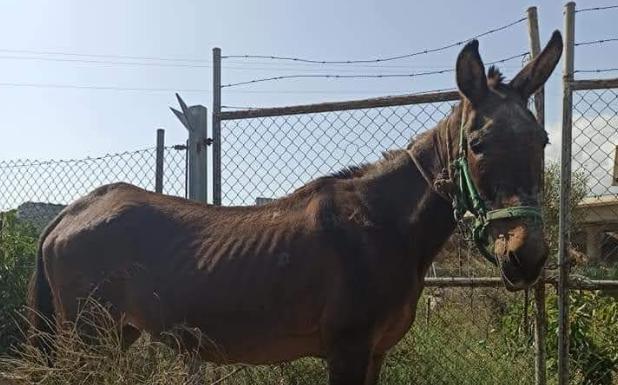 Alertan de un repunte de los abandonos de equinos en la Axarquía con seis casos en un mes