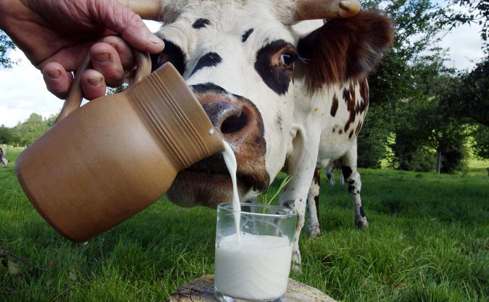 ¿Cuál es el mejor tipo de leche?