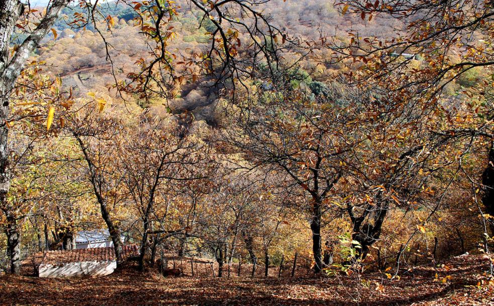 El Bosque de Cobre del Valle del Genal más solitario