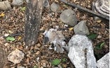 Imagen de una de las aves muertas localizadas en Valle-Niza./SUR