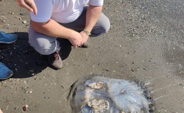 Detectan la presencia de medusas de hasta 45 kilos en Rincón de la Victoria