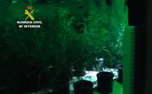 Desmantelan una plantación de marihuana en un almacén soterrado en una finca de Coín