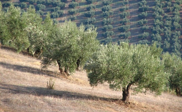La Asociación Española de Municipios del Olivo aboga por unos precios dignos del aceite de oliva