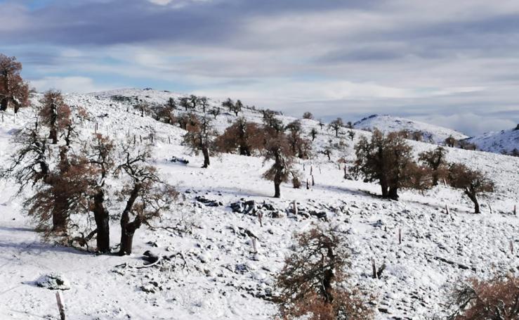 Primera nevada en las zonas más altas de la provincia de Málaga