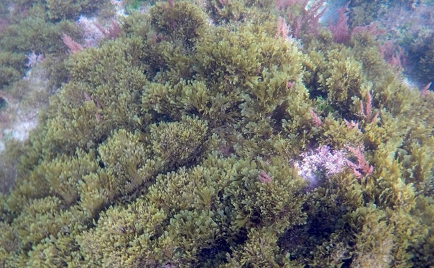 El alga asiática, presente en el litoral malagueño, incluida en el Catálogo Español de Especies Exóticas Invasoras