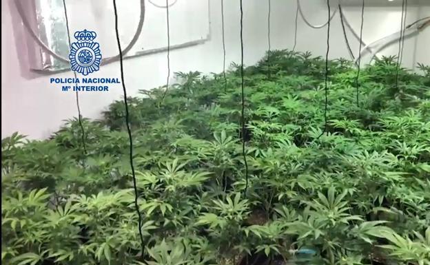 Desmantelan una plantación de marihuana en una casa de campo de Colmenar