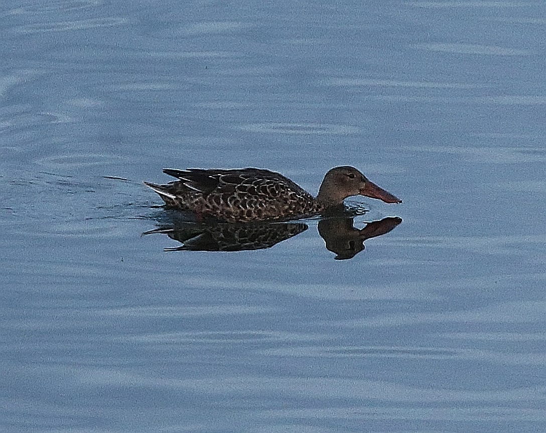 Flamencos en la Desembocadura del Guadalhorce