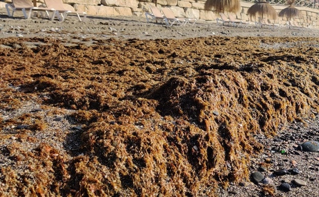 Agricultura anuncia ayudas por 1,5 millones de euros para paliar los efectos del alga asiática en el sector pesquero