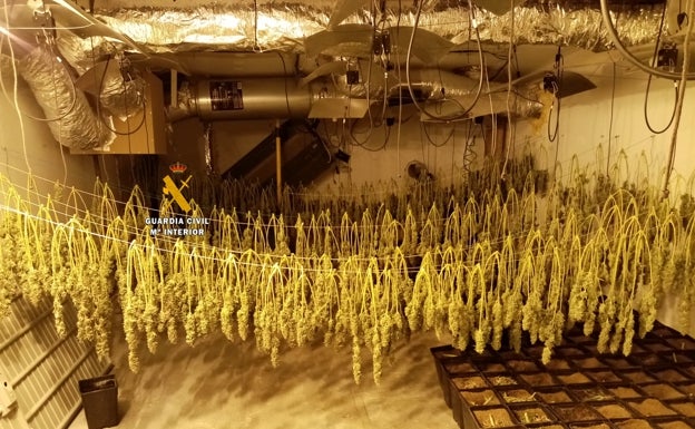 La marihuana crece en los lugares más insospechados: hallan una plantación en un gimnasio de Mijas