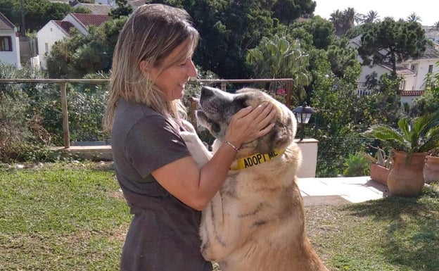 El perro que apareció tirado en la basura dentro de un saco en Málaga busca un hogar