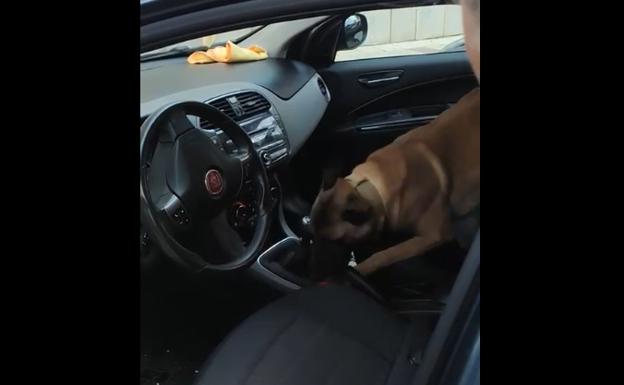 Y 'Coco' encontró el botín: 336.000 euros en el salpicadero de un coche en una operación antidroga