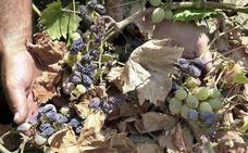 La pasa se reinventa