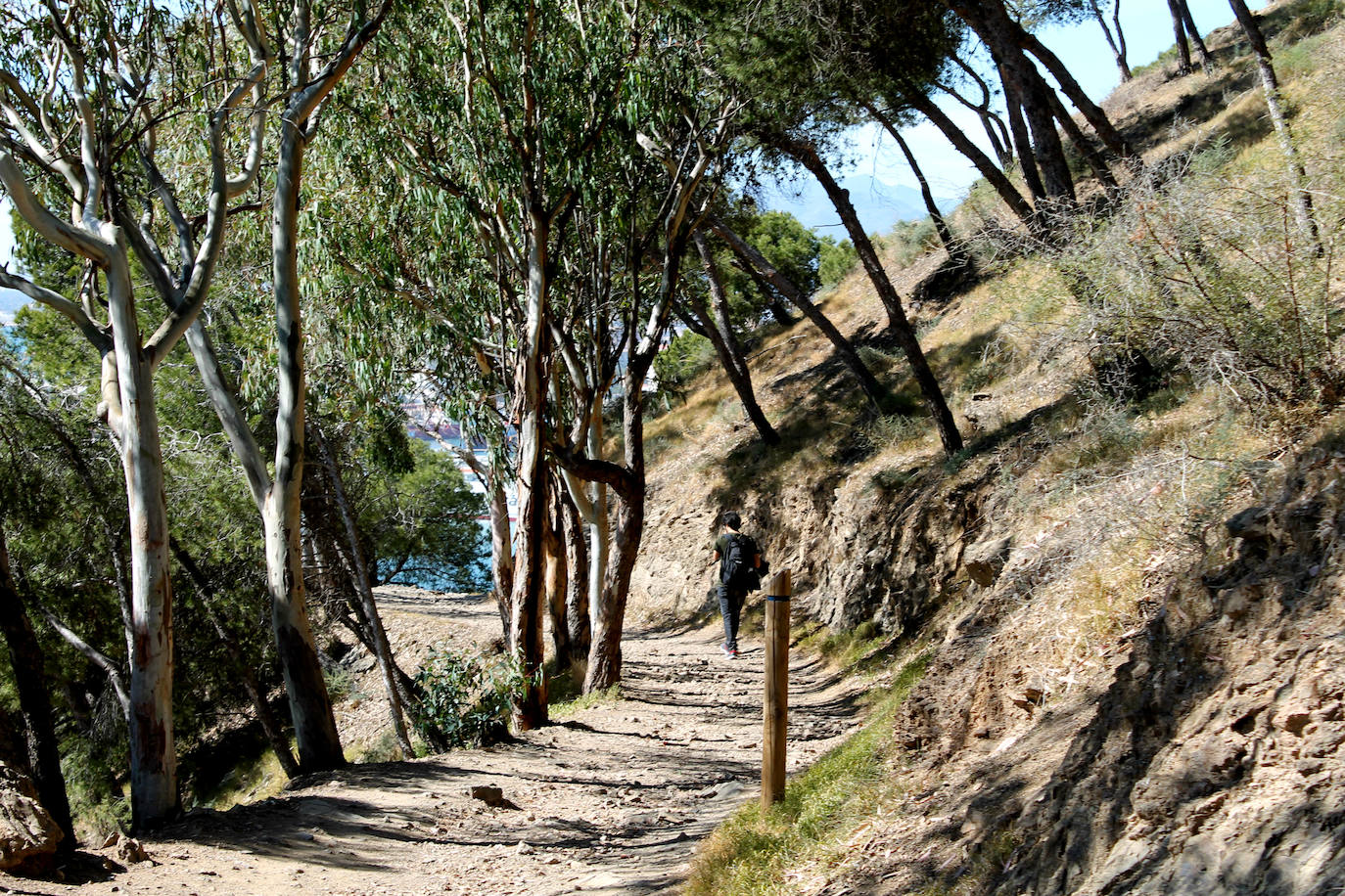 Siete bosques para pasear sin salir de la ciudad de Málaga