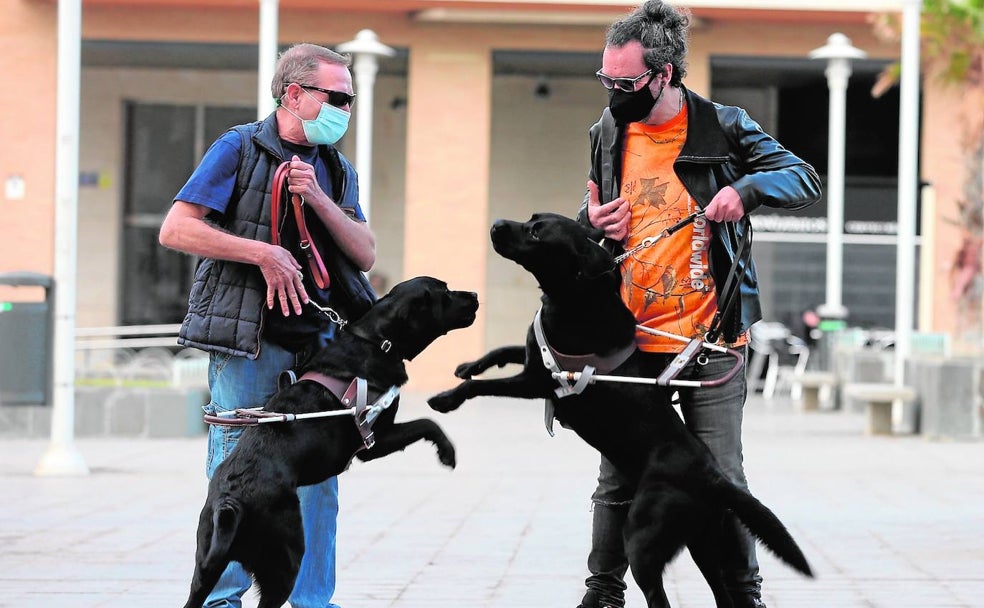 Ojos de cuatro patas para caminar por Málaga