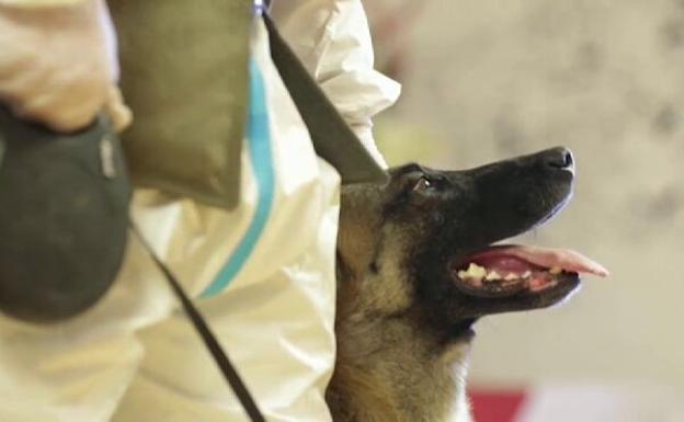 Fantasy, el primer perro que detecta el coronavirus con su olfato