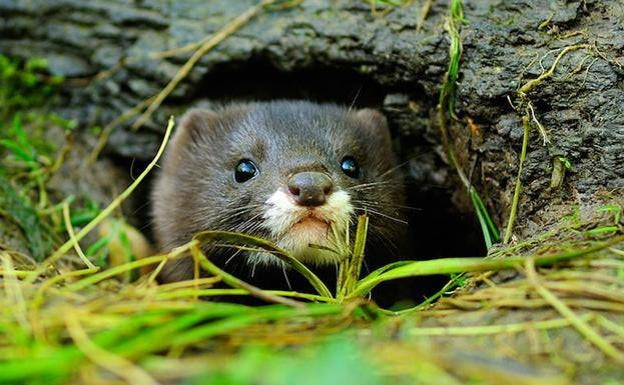 Alerta veterinaria: Detectan un nuevo coronavirus en un visón salvaje en libertad