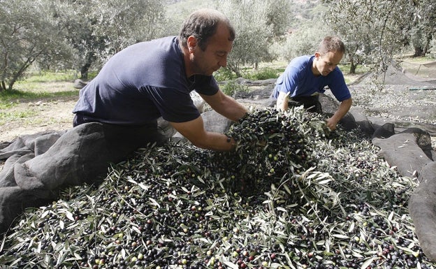 Los ayuntamientos ya pueden acogerse a las ayudas de 18 millones del Gobierno para contratar a trabajadores