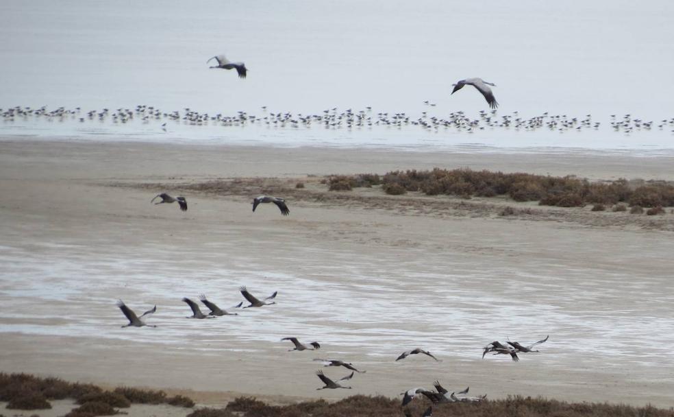 Las aves migratorias más sonoras del invierno en Málaga