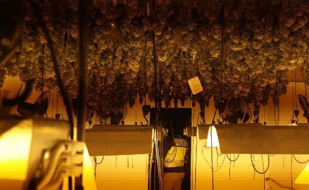 La Policía Nacional incauta 695 plantas de marihuana en dos viviendas de Vélez-Málaga