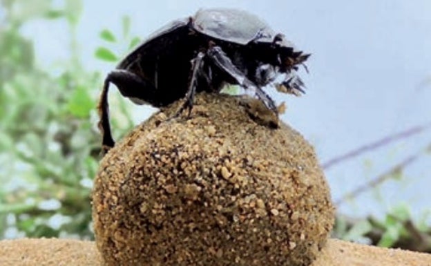 Los escarabajos peloteros están en riesgo de desaparecer en el Mediterráneo