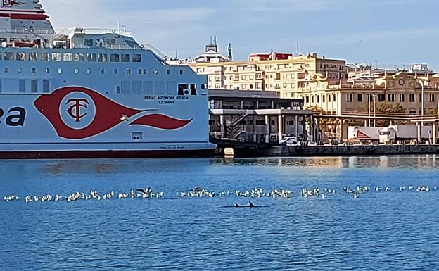 Expectación por la presencia de dos delfines en el Puerto de Málaga