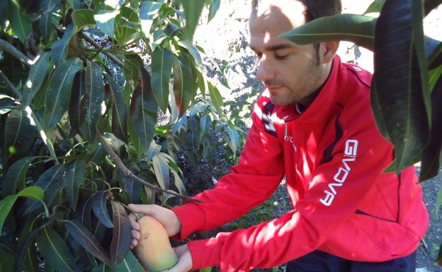 La Junta otorga ayudas por valor de 3,5 millones para el sector agrario malagueño afectado por el Covid-19