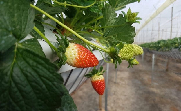 Investigadores de La Mayora en Algarrobo trabajan en estrategias de cultivo para lograr frutos rojos más nutritivos