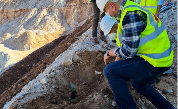 Plantan por primera vez pinsapos para repoblar una cantera en Málaga
