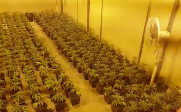 Así era la plantación de marihuana más grande encontrada en los últimos años en Málaga