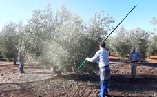 Asaja acusa al ministro Planas de «aprovechar el desconcierto de la pandemia para robar a traición» a los agricultores y ganaderos andaluces
