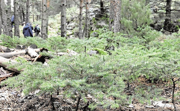 El Consejo de Ministros remite al Congreso el proyecto del Parque Nacional de la Sierra de las Nieves