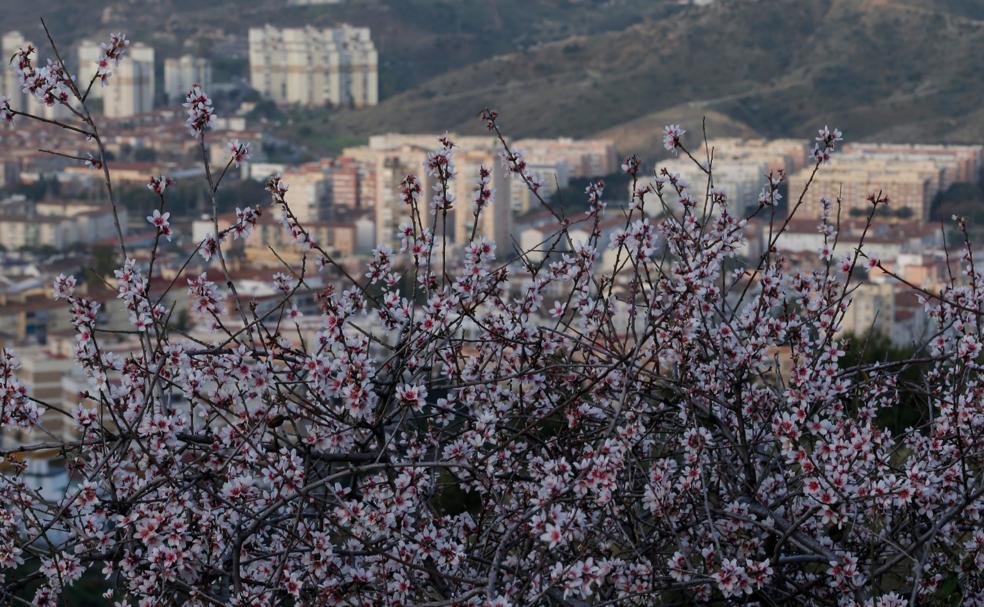 Una flor más temprana cada año