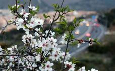 Almendros en flor en la provincia de Málaga