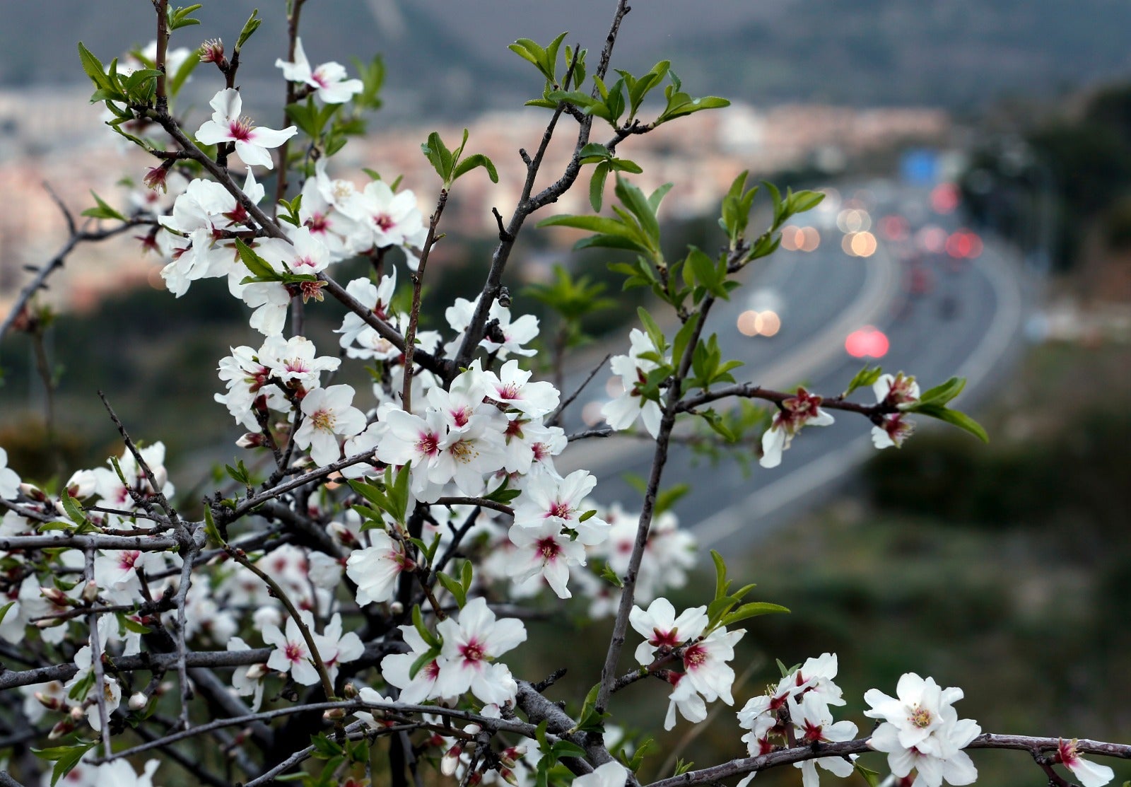 Almendros en flor en la provincia de Málaga