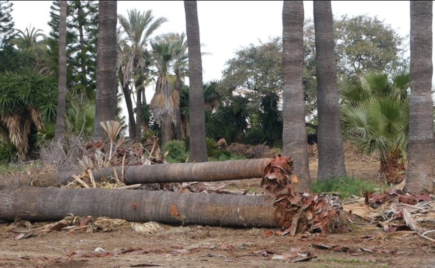 OSP denuncia la gestión municipal con la tala de palmeras y arbustos