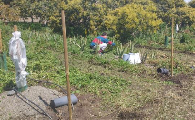 Dos explotaciones y tres cooperativas malagueñas participan en un programa para impulsar la agricultura entre los jóvenes