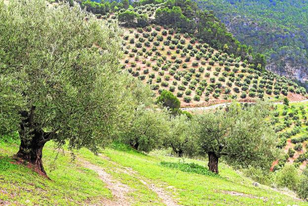 Las asociaciones agrarias rechazan el decreto de transición de la PAC