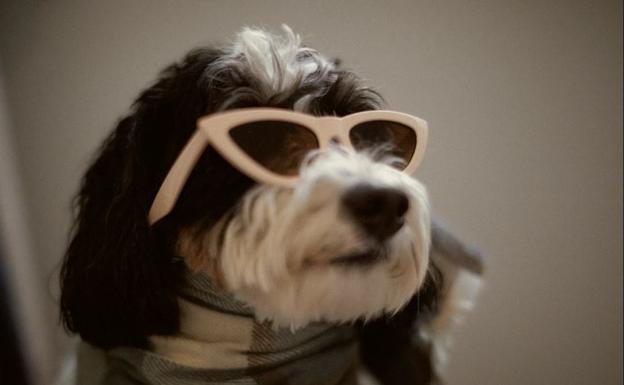 Zara para perros: así es su primera colección de ropa y accesorios para mascotas