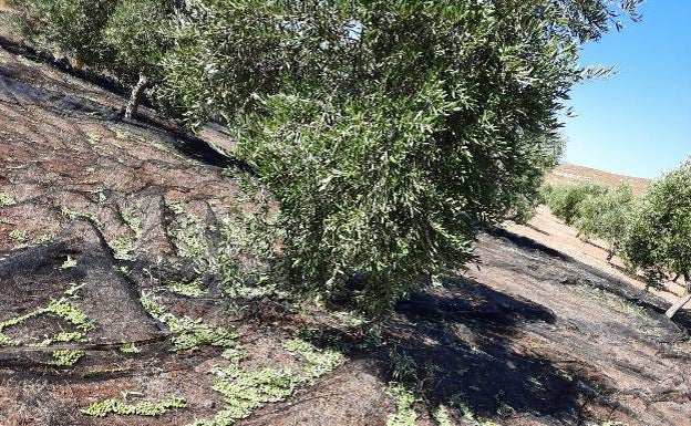 La falta de lluvias y las altas temperaturas del otoño ajustan a la baja el aforo inicial de aceite de oliva en Andalucía