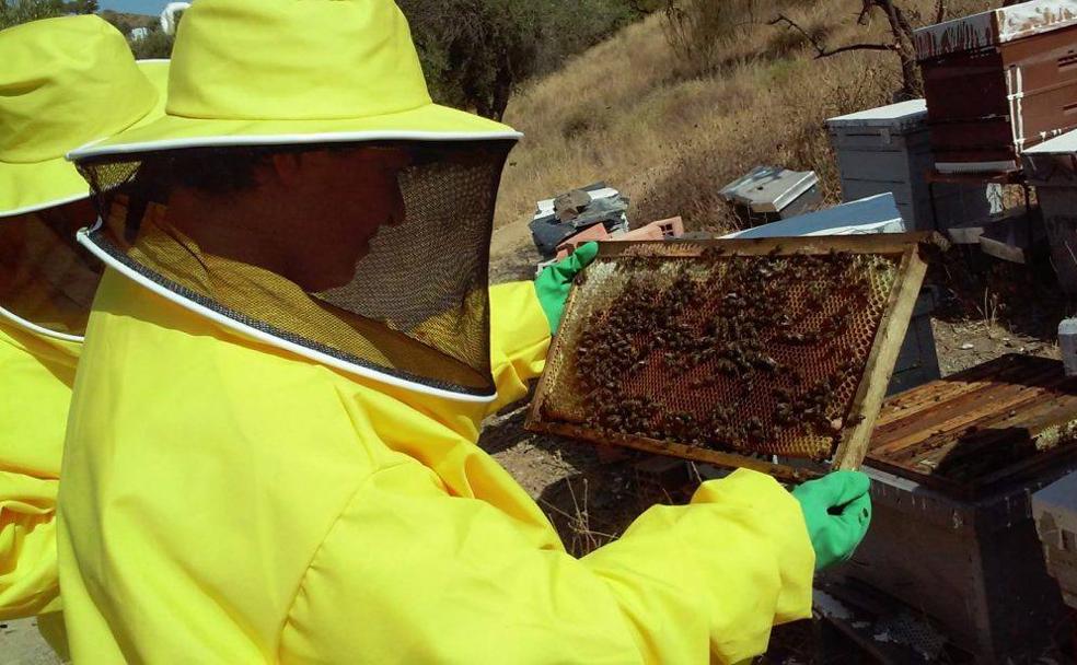 Colmenas, olivos y subtropicales que buscan padrinos en Málaga