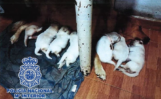 Detienen en Fuengirola a una pareja que estafó a veinte personas vendiendo cachorros por internet